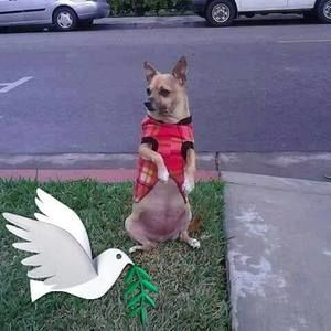 Meet your Posher, Leo